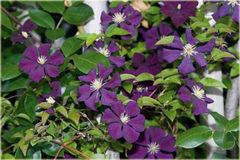 Powojnik Gipsy Queen Clematis Gipsy Queen