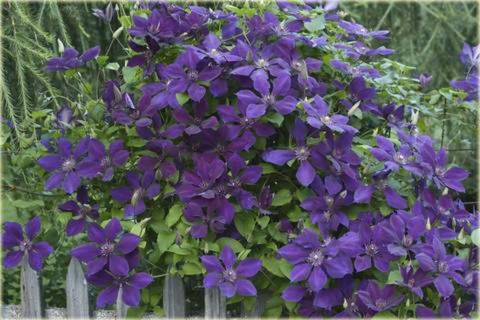 Powojnik Gipsy Queen Clematis Gipsy Queen