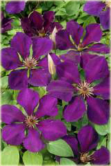 Powojnik Gipsy Queen Clematis Gipsy Queen