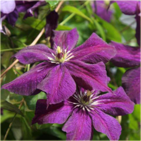 Powojnik Grunwald Clematis Grunwald