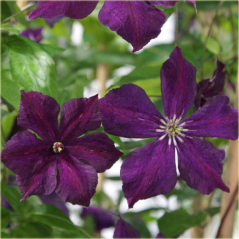 Powojnik Grunwald Clematis Grunwald