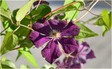 Powojnik Grunwald Clematis Grunwald