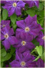 Powojnik Grunwald Clematis Grunwald