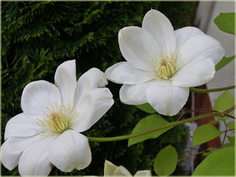 Powojnik Guernsey Cream Clematis Guernsey Cream 