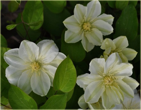 Powojnik Guernsey Cream Clematis Guernsey Cream 