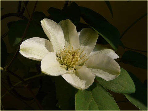 Powojnik Guernsey Cream Clematis Guernsey Cream 