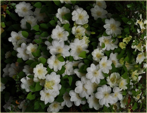 Powojnik Guernsey Cream Clematis Guernsey Cream 