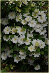 Powojnik Guernsey Cream Clematis Guernsey Cream 