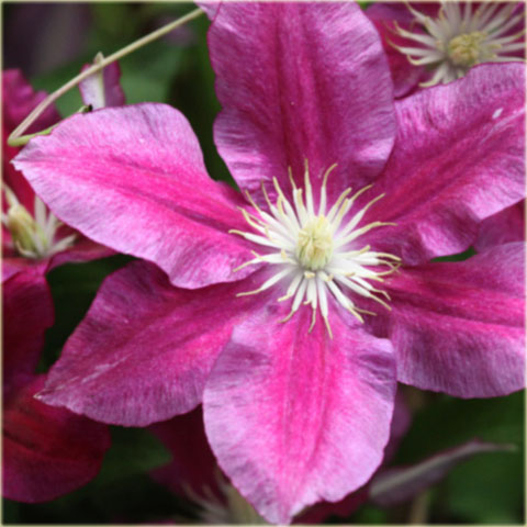 Powojnik Hania  Clematis Hania