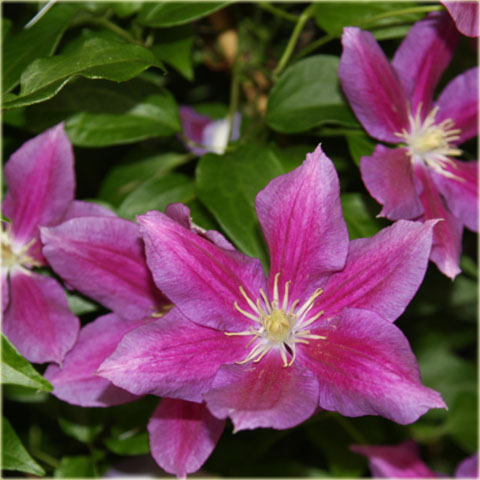 Powojnik Hania  Clematis Hania