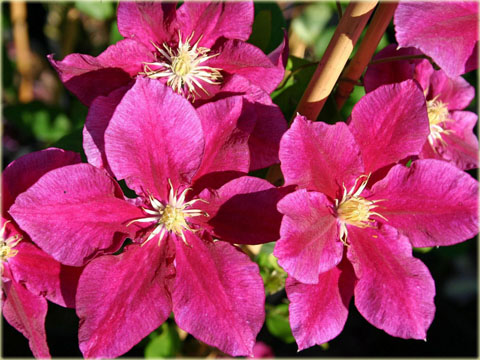 Powojnik Hania  Clematis Hania