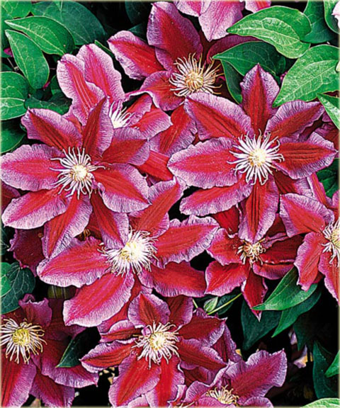 Powojnik Hania  Clematis Hania