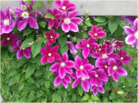 Powojnik Hania  Clematis Hania