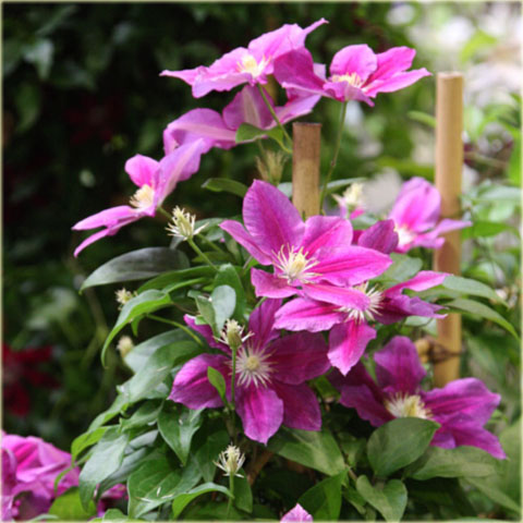 Powojnik Hania  Clematis Hania