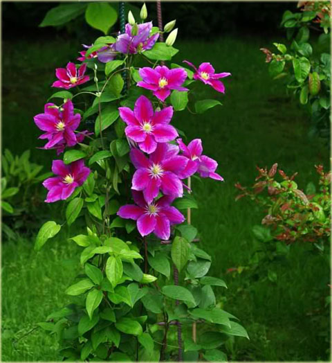 Powojnik Hania  Clematis Hania