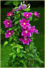 Powojnik Hania  Clematis Hania