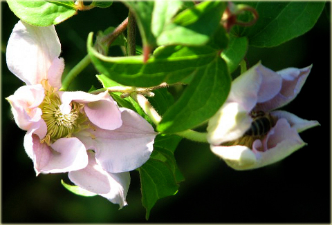 Powojnik Innocent Blush Clematis Innocent Blush