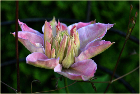 Powojnik Innocent Blush Clematis Innocent Blush