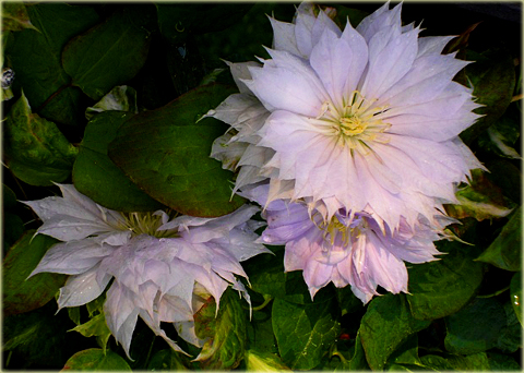 Powojnik Innocent Blush Clematis Innocent Blush