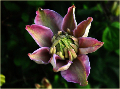 Powojnik Innocent Blush Clematis Innocent Blush