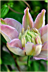 Powojnik Innocent Blush Clematis Innocent Blush