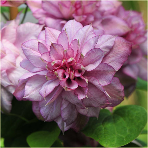 Powojnik Innocent Glance Clematis Innocent Glance