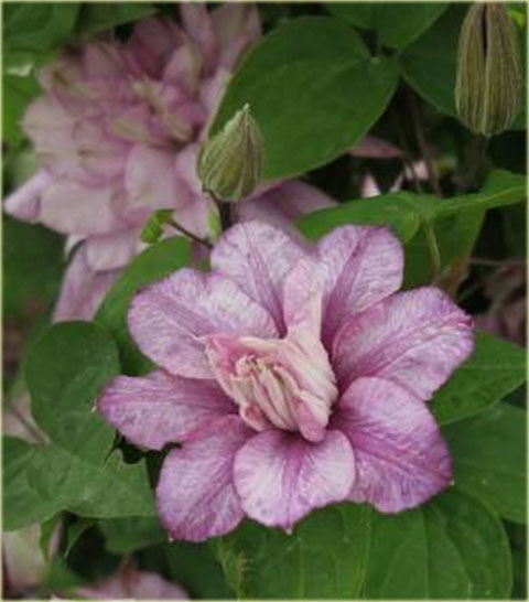 Powojnik Innocent Glance Clematis Innocent Glance