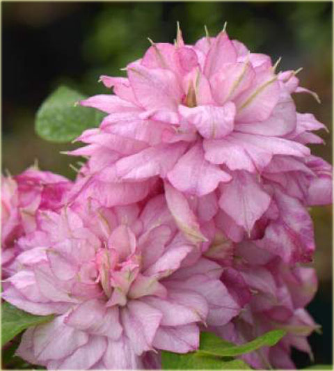 Powojnik Innocent Glance Clematis Innocent Glance