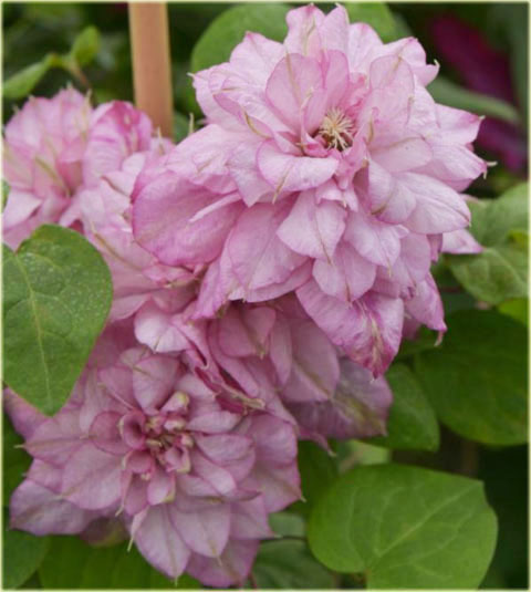 Powojnik Innocent Glance Clematis Innocent Glance