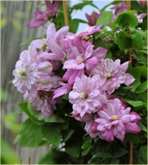 Powojnik Innocent Glance Clematis Innocent Glance