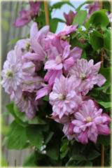 Powojnik Innocent Glance Clematis Innocent Glance