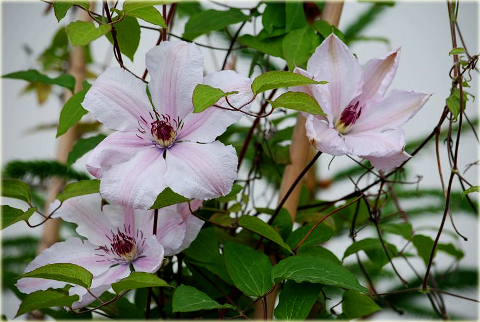 Powojnik Jan Paweł II Clematis Jan Paweł II