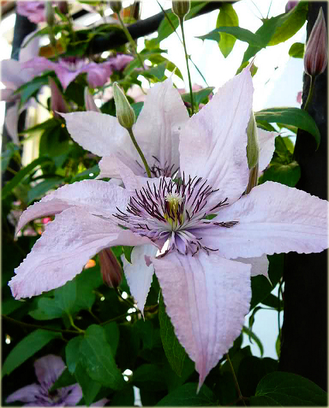 Powojnik Jan Paweł II Clematis Jan Paweł II