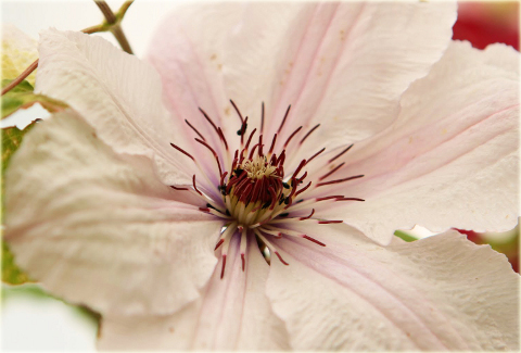 Powojnik Jan Paweł II Clematis Jan Paweł II