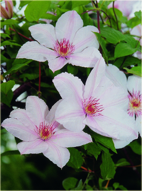 Powojnik Jan Paweł II Clematis Jan Paweł II