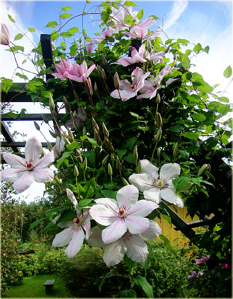 Powojnik Jan Paweł II Clematis Jan Paweł II