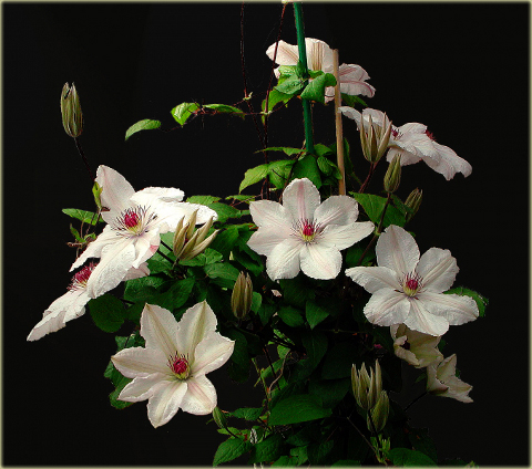 Powojnik Jan Paweł II Clematis Jan Paweł II