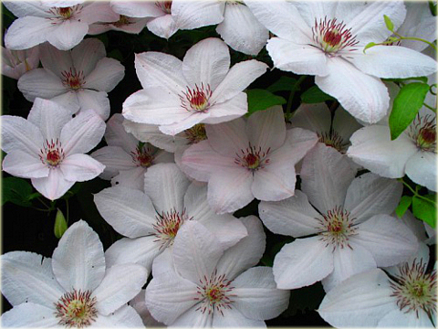 Powojnik Jan Paweł II Clematis Jan Paweł II