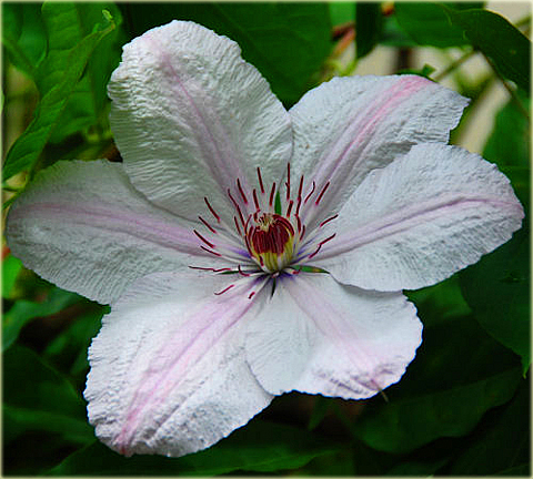 Powojnik Jan Paweł II Clematis Jan Paweł II