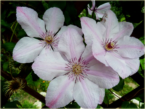 Powojnik Jan Paweł II Clematis Jan Paweł II