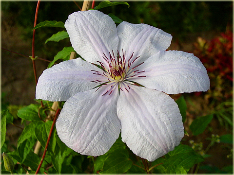 Powojnik Jan Paweł II Clematis Jan Paweł II