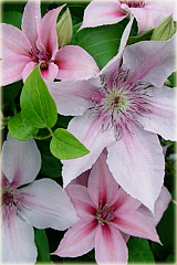 Powojnik Jan Paweł II Clematis Jan Paweł II