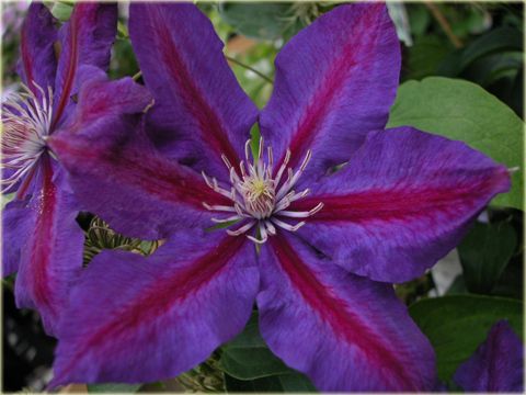 Powojnik Julka  Clematis Julka