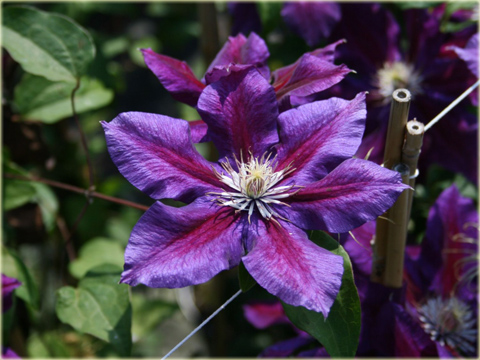 Powojnik Julka  Clematis Julka