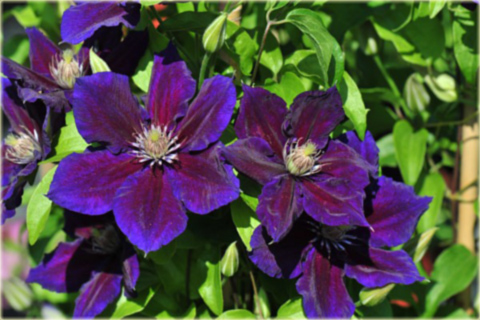 Powojnik Julka  Clematis Julka