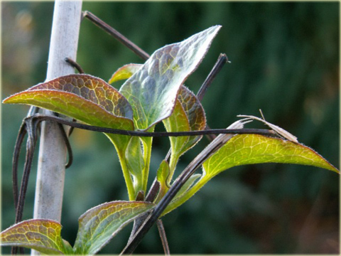 Powojnik Julka  Clematis Julka