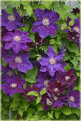 Powojnik Julka  Clematis Julka