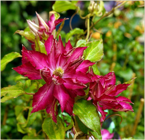 Powojnik Kaen jasnoczerwony pełny Clematis Kaen