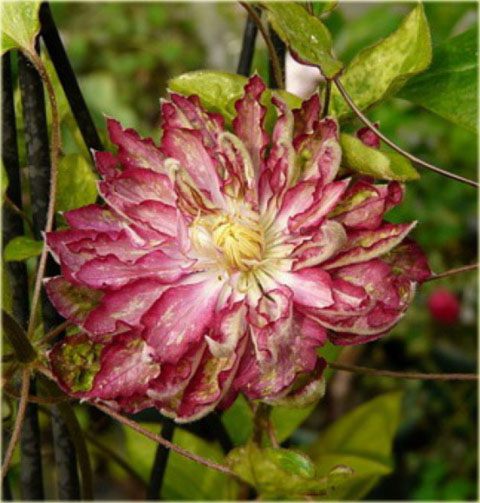 Powojnik Kaen jasnoczerwony pełny Clematis Kaen