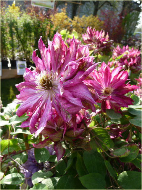 Powojnik Kaen jasnoczerwony pełny Clematis Kaen